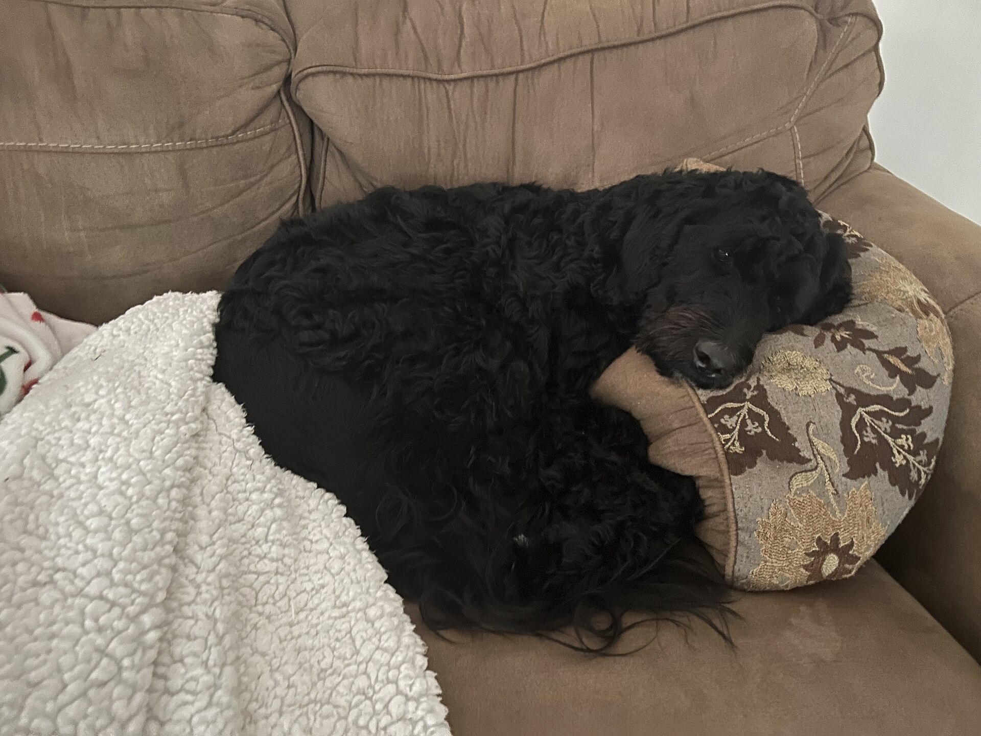 A pet-friendly daily routine in a furnished home