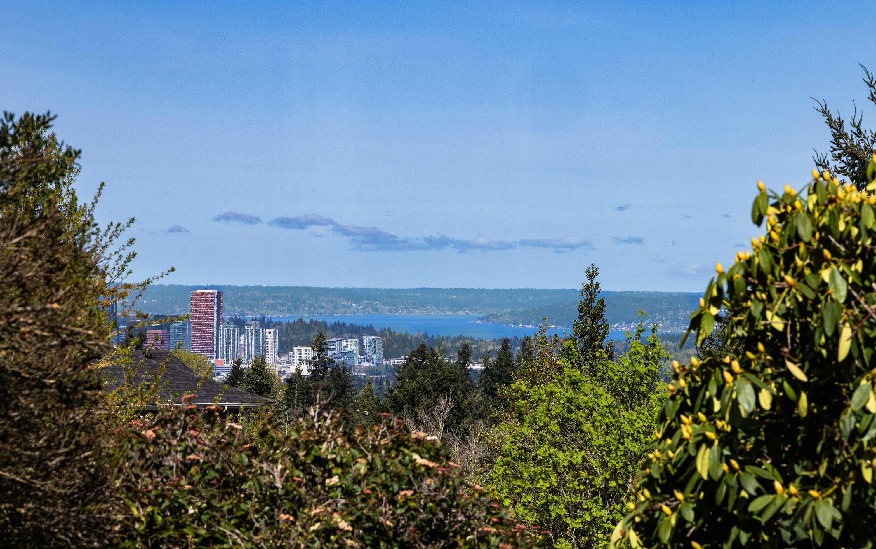 City and water view through trees